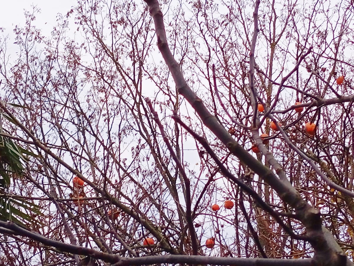 Gli ultimi cachi sull'albero.